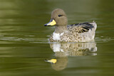 Image. Yellow-billed Teal