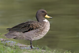 Image. Yellow-billed Teal