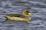 Image. Yellow-billed Teal