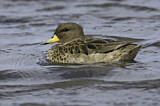 Image. Yellow-billed Teal
