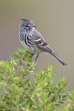 Image. Yellow-billed Tit-Tyrant