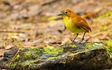 Image. Yellow-breasted Antpitta