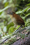Image. Yellow-breasted Antpitta