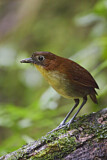 Image. Yellow-breasted Antpitta