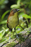 Image. Yellow-breasted Antpitta
