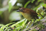 Image. Yellow-breasted Antpitta