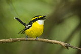 Image. Yellow-breasted Boatbill