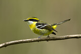Image. Yellow-breasted Boatbill