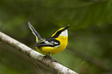Image. Yellow-breasted Boatbill