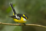Image. Yellow-breasted Boatbill
