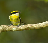 Image. Yellow-breasted Boatbill