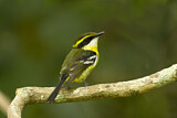 Image. Yellow-breasted Boatbill