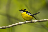 Image. Yellow-breasted Boatbill