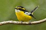 Image. Yellow-breasted Boatbill