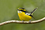 Image. Yellow-breasted Boatbill