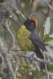 Image. Yellow-breasted Brushfinch
