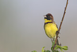 Image. Yellow-breasted Bunting