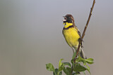 Image. Yellow-breasted Bunting