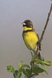 Image. Yellow-breasted Bunting