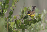 Image. Yellow-breasted Bunting