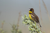 Image. Yellow-breasted Bunting