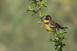 Image. Yellow-breasted Bunting