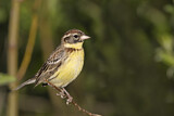 Image. Yellow-breasted Bunting