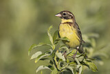Image. Yellow-breasted Bunting