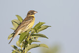Image. Yellow-breasted Bunting