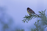 Image. Yellow-breasted Bunting