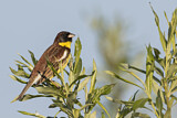 Image. Yellow-breasted Bunting