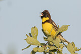 Image. Yellow-breasted Bunting