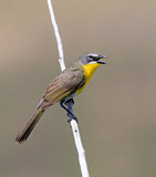 Image. Yellow-breasted Chat