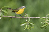Image. Yellow-breasted Chat