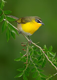 Image. Yellow-breasted Chat