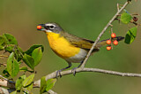 Image. Yellow-breasted Chat