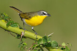 Image. Yellow-breasted Chat
