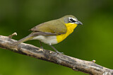 Image. Yellow-breasted Chat