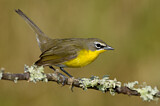 Image. Yellow-breasted Chat