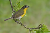 Image. Yellow-breasted Chat
