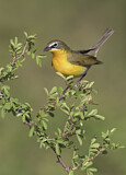 Image. Yellow-breasted Chat