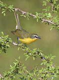 Image. Yellow-breasted Chat