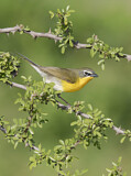 Image. Yellow-breasted Chat