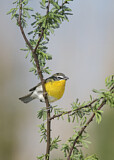 Image. Yellow-breasted Chat