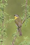 Image. Yellow-breasted Chat