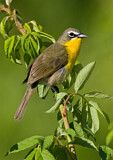 Image. Yellow-breasted Chat