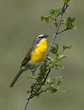 Image. Yellow-breasted Chat