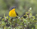 Image. Yellow-breasted Chat