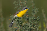 Image. Yellow-breasted Chat