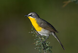 Image. Yellow-breasted Chat